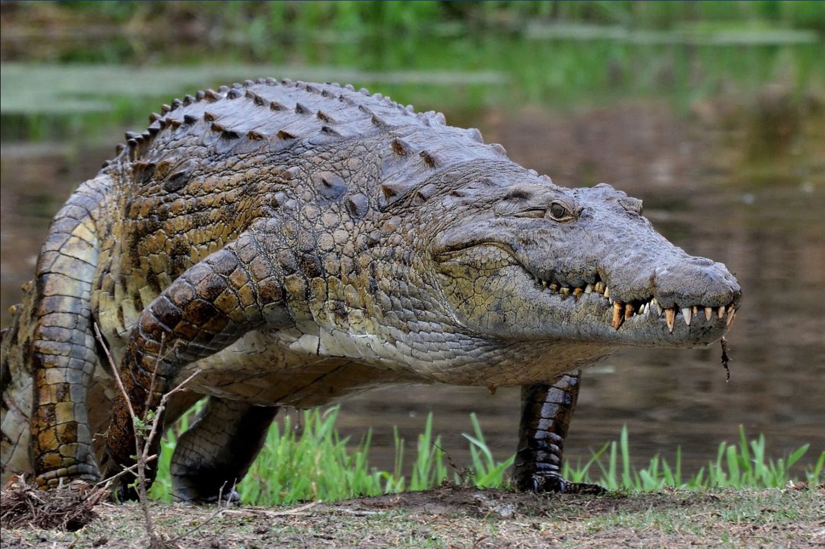 ApexPredator227's tweet image. Here’s my top 4 favorite reptiles

1. Saltwater crocodile
2. Black caiman 
3. Nile crocodile 
4. Komodo dragon