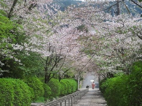 Kyoto no T tweet media