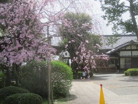 Kyoto no T tweet media