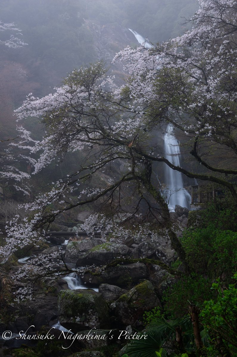 写真家・永島俊介 Shunsuke Nagashima tweet media