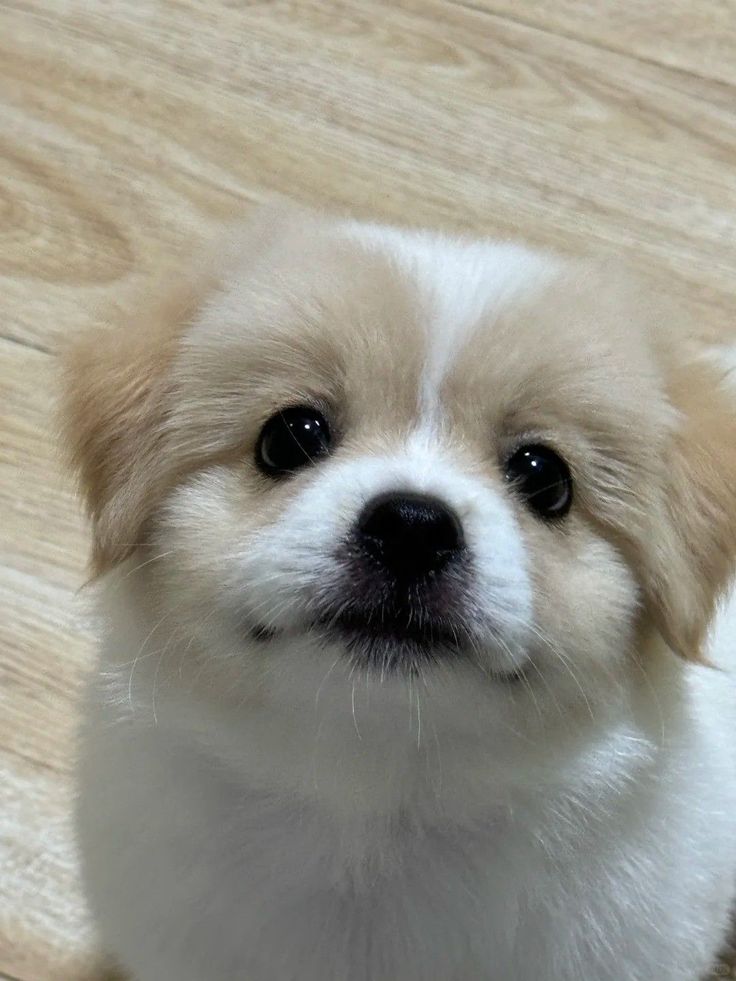 What name would you give this puppy?