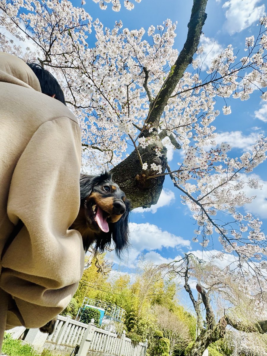 himepanna's tweet photo. 桜と🌸🐶🌸
なんとか撮れた〜
おねぇ🐶と同じ場所で撮りたかったけど、やんちゃ坊主は動きが激しくて🥹
おねぇはお空から見ててくれたかな
#ミニチュアダックスフンド https://t.co/8PnJs1pBod