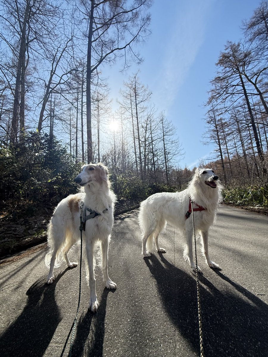 サクサラ tweet media