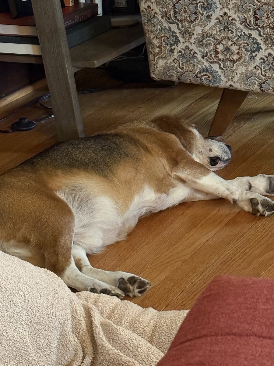 HoundDogLove1's tweet image. Full belly nap… Pete discovered a bunny nest in the garden… we know for sure he had one bunny snack… not sure how many more were in the nest to begin with 🤢 🐰 🐶 #beagle #hunter #snack