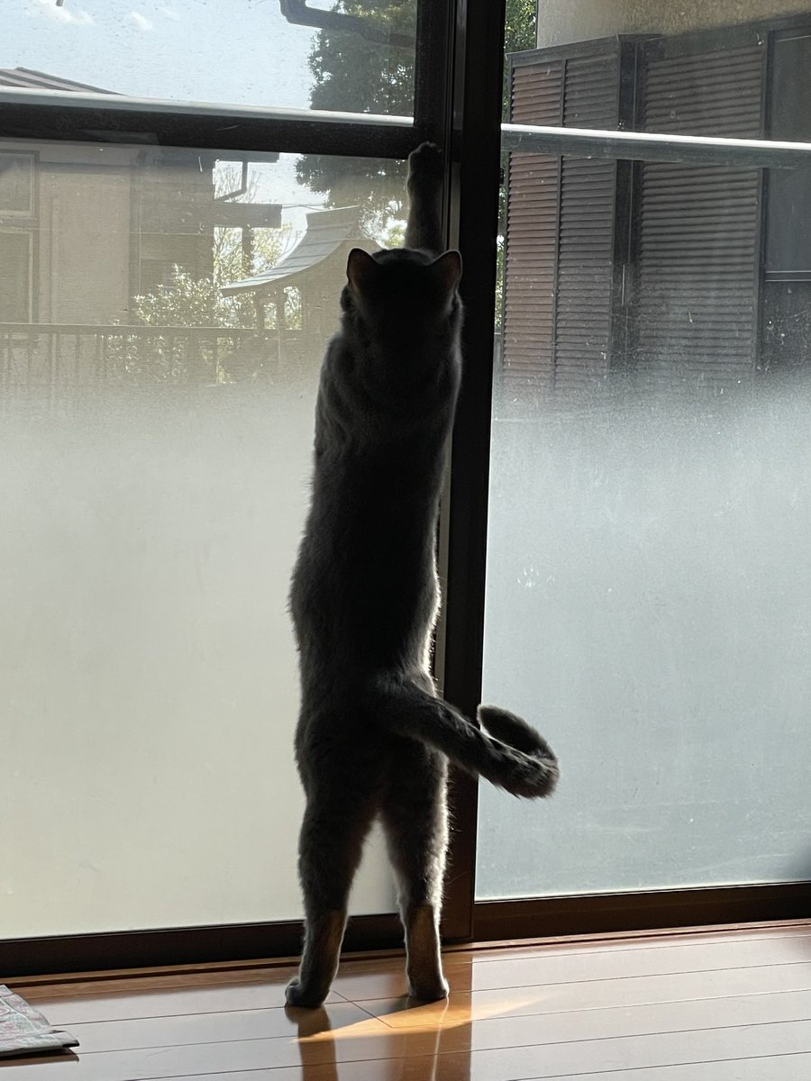 停戦合意しろやほんとに
いい加減にしろよ

収穫終わったら朝ごはん！

朝採れキュウリを適当に切って
ハム&amp;カニカマを適当にのせて
マヨとコショウを適当にかけて、
パンで適当に挟んで終わりっ！

サクッと食べて仕分け&amp;箱詰めじゃぃ🥴