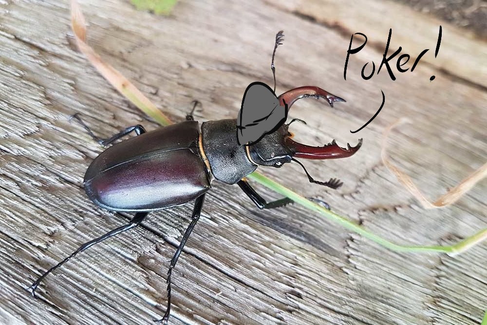 DiscussingUma tweet media