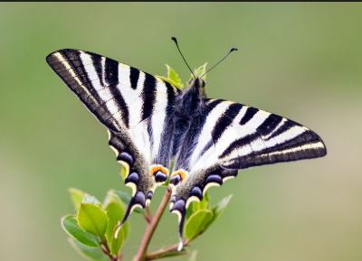 Vinizin! tweet media