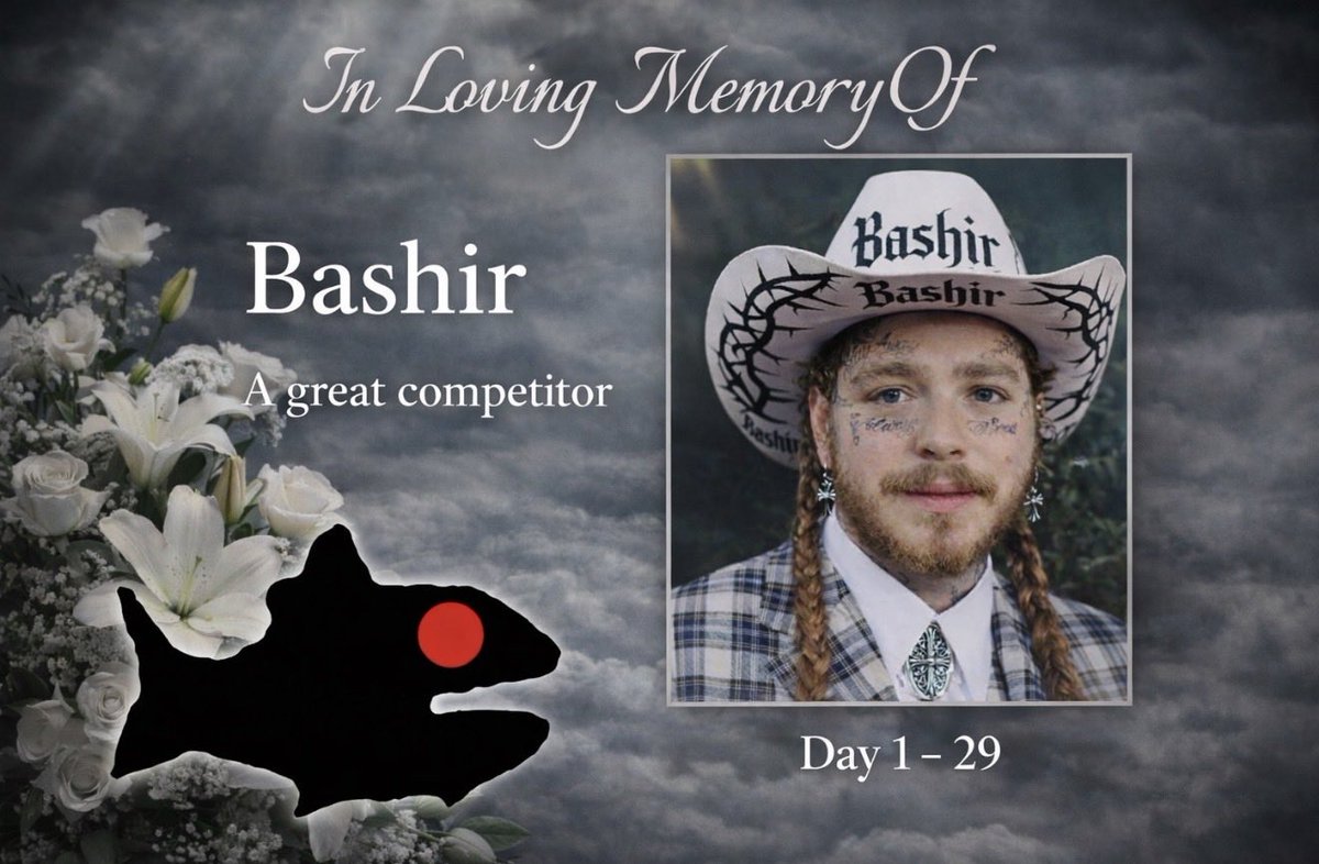 WickedGoodFT's tweet image. Bashir has been eliminated after a valiant effort.

#fishtank #fishtanklive #fishtankislive #fishtankdotlive
