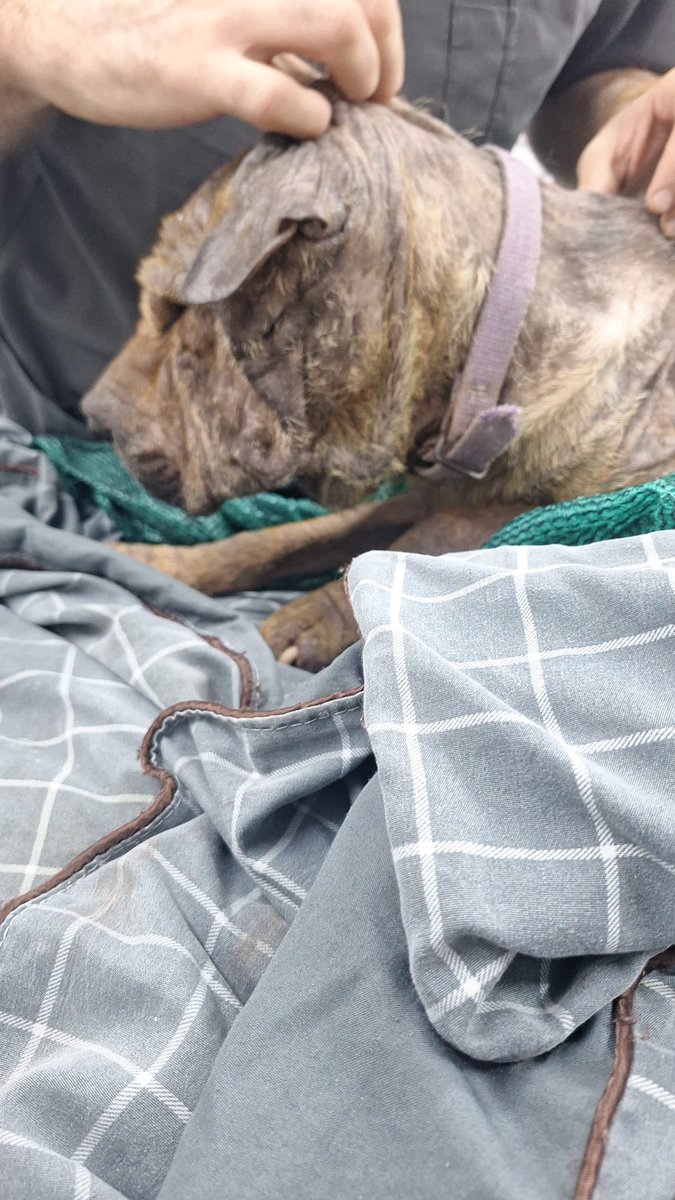 redbicheraoficialuruguay tweet media