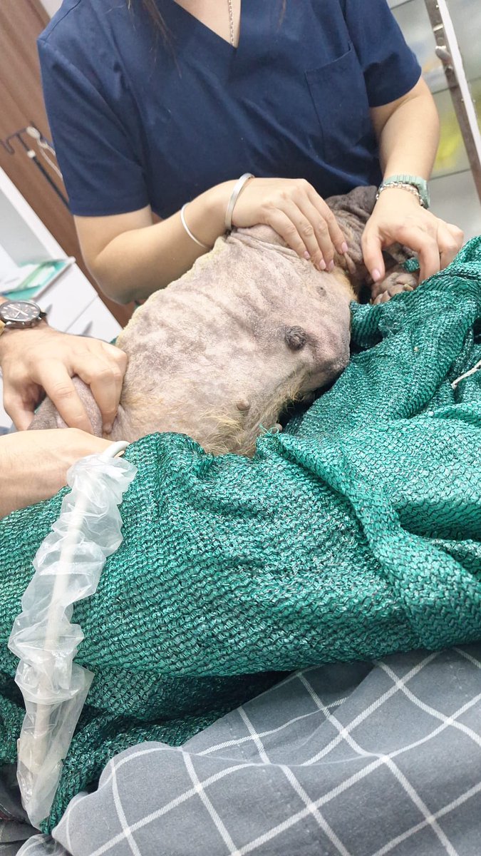 redbicheraoficialuruguay tweet media