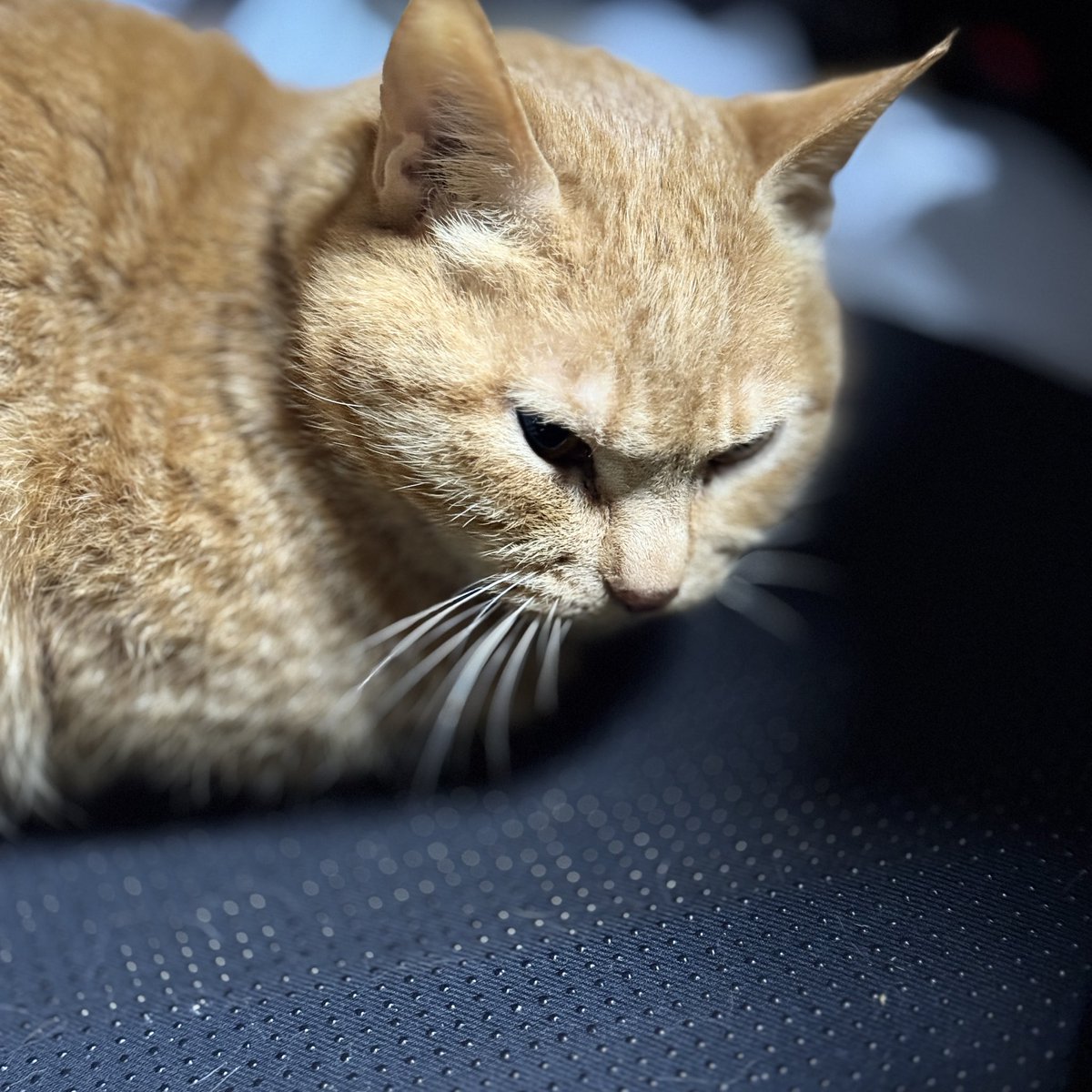 みょりろ ⊘ tweet media