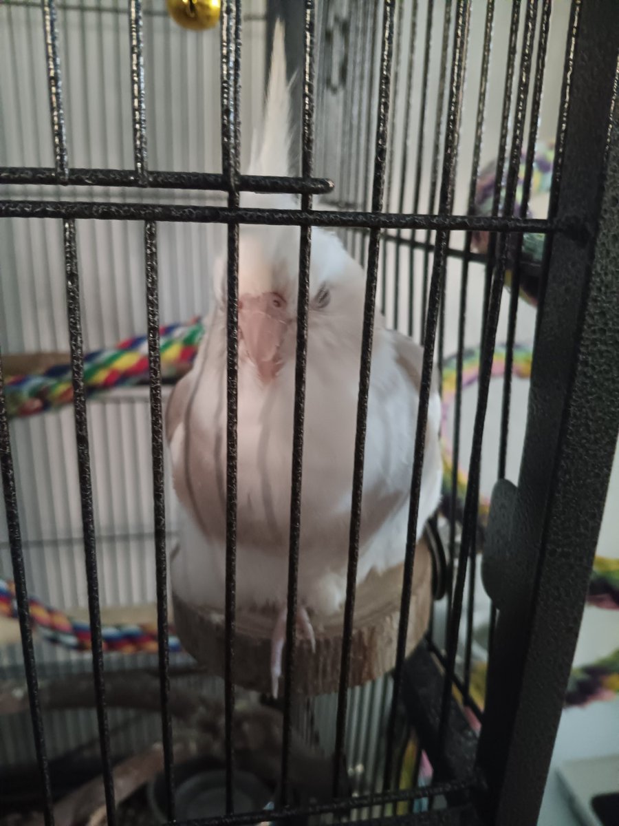 fuwa ♡ tweet media