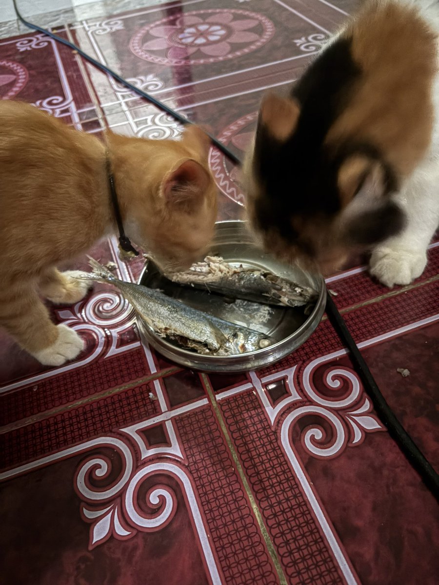 Fifiiiii tweet media