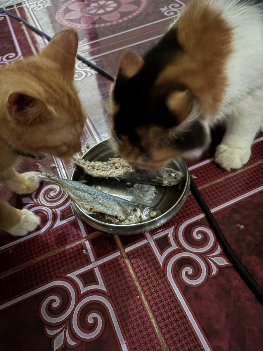 Fifiiiii tweet media