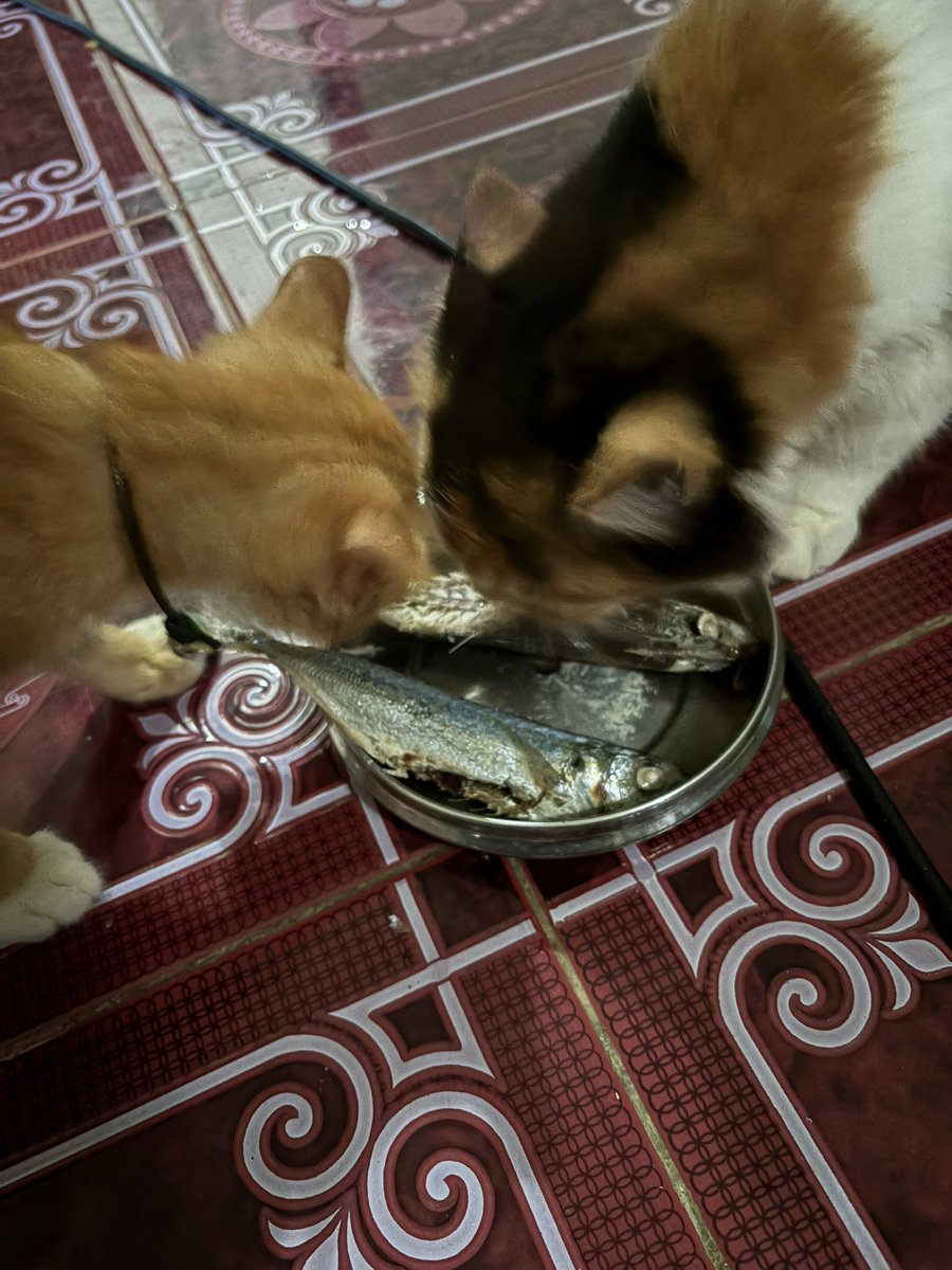 Fifiiiii tweet media