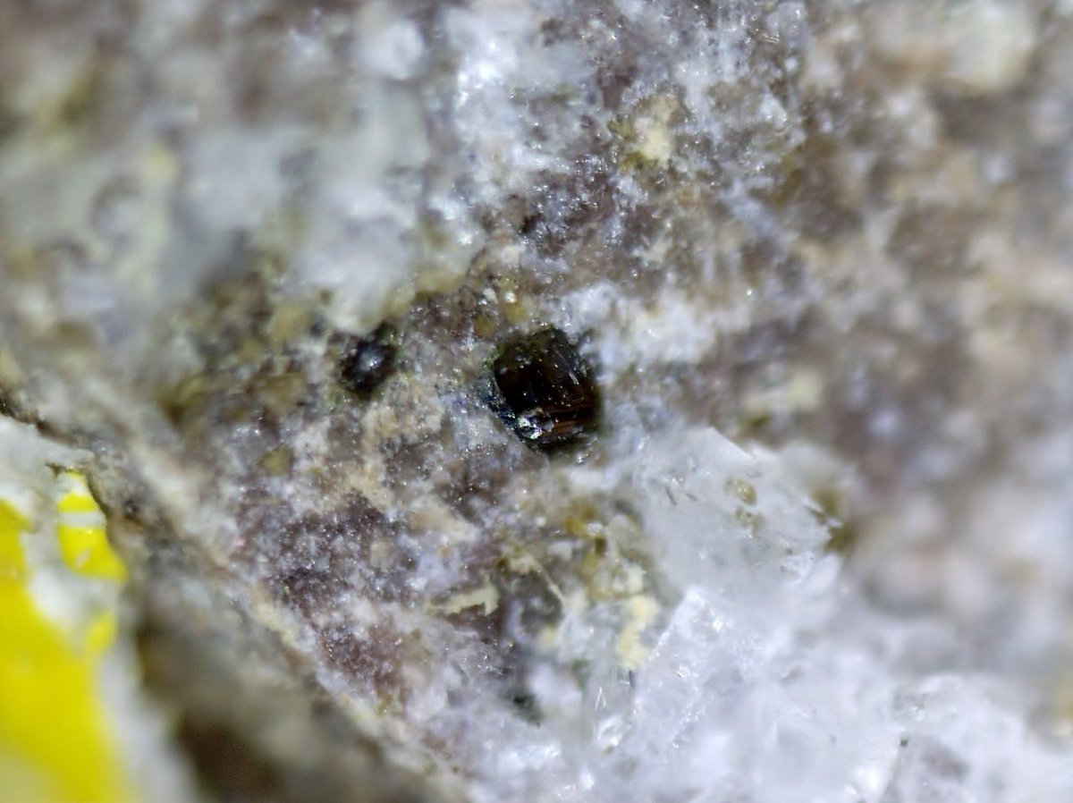 KolTolspmin's tweet photo. Vanadomalayaite
Gambatesa Mine, Reppia, Ne, Italy (TL)
FOV3mm

黒茶色の透明な結晶が本鉱。鉱物名の通り、MalayaiteのSnがVに置き換わった組成を持つ鉱物です。Malayaiteは日本でも産出するため、国内の知名度がありますが、本鉱の産出は原産地のみのためとてもマイナーな鉱物です。 https://t.co/vMLtiSTwgl