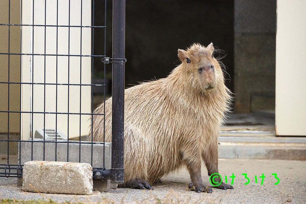 けろけろ tweet media