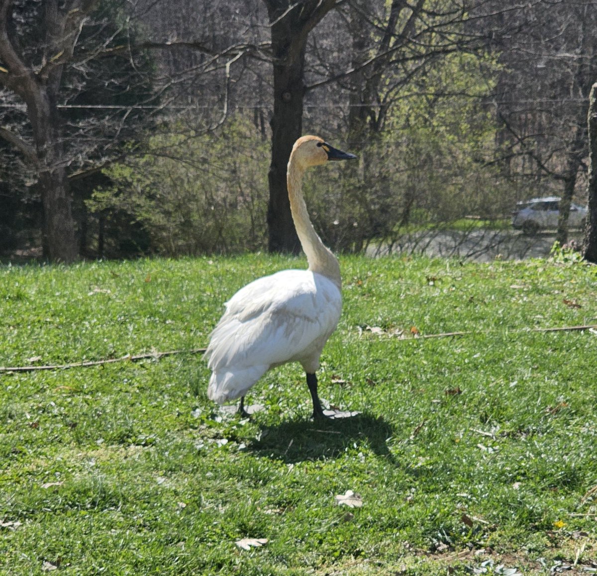 The Kecksburg Alien 🇺🇸🍀🚀🌲 tweet media