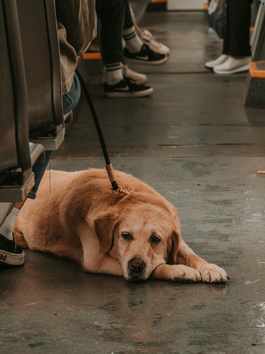 fancypetplus's tweet image. 💛🐾 This Golden Lab service dog shows what true training and trust look like—resting at their handler’s feet while staying alert on the job.

Support your pup with products for comfort and performance 👉 fancypetplus.com

#ServiceDog #GoldenLabLove #DogTraining  🐕‍🦺✨