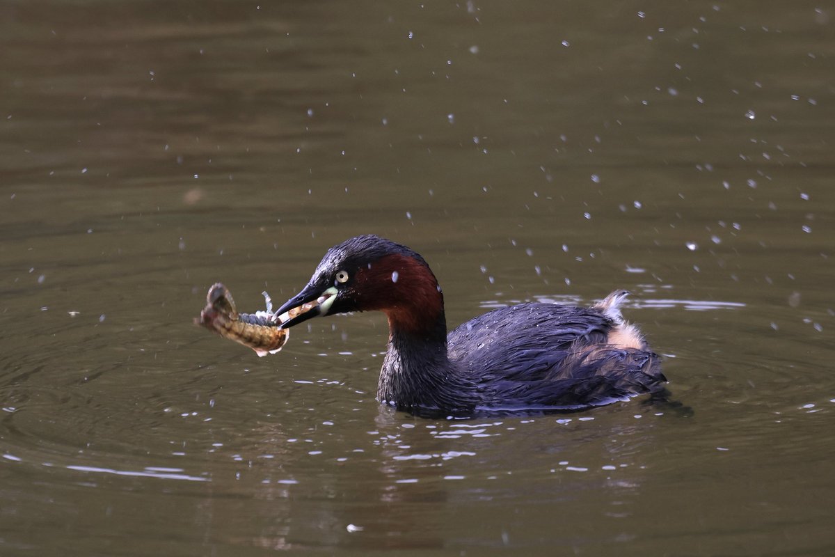 Rising!! tweet media