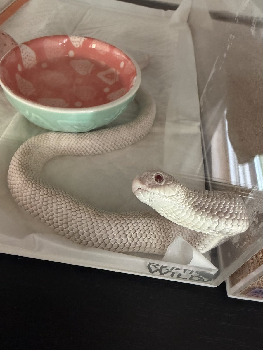 🍖ホルモン🍖 tweet media