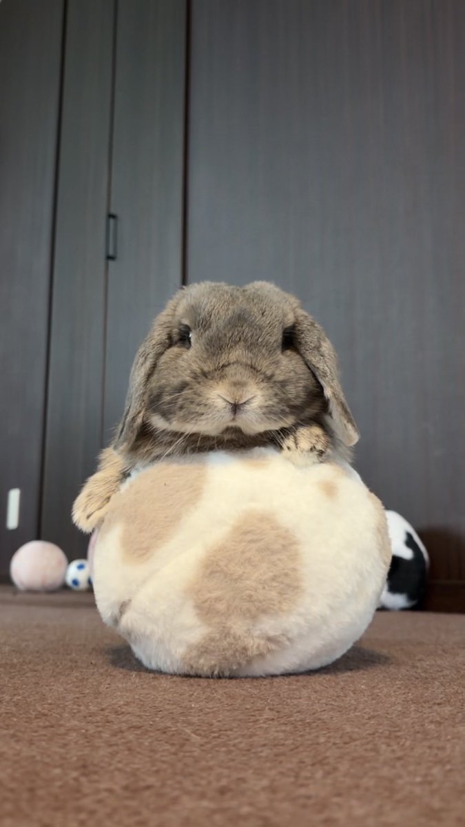 こまうさ tweet media