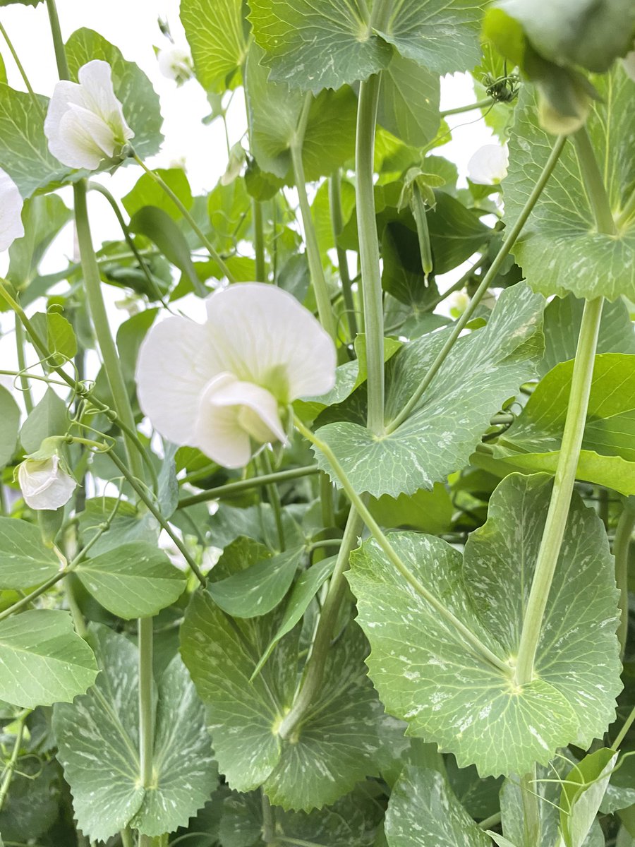 内外マリアブル株式会社 tweet media