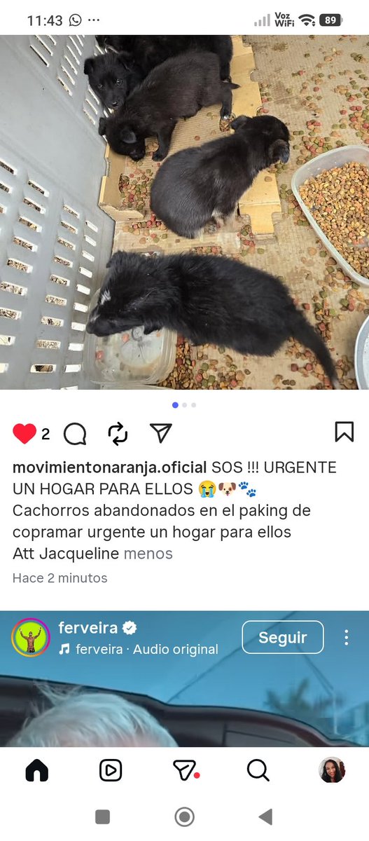 Katherin8782818's tweet image. @movimientonaranja.oficial instagram Hogar urgente para ellos,cachorro abandonados en el #Packing #Compramar Rt