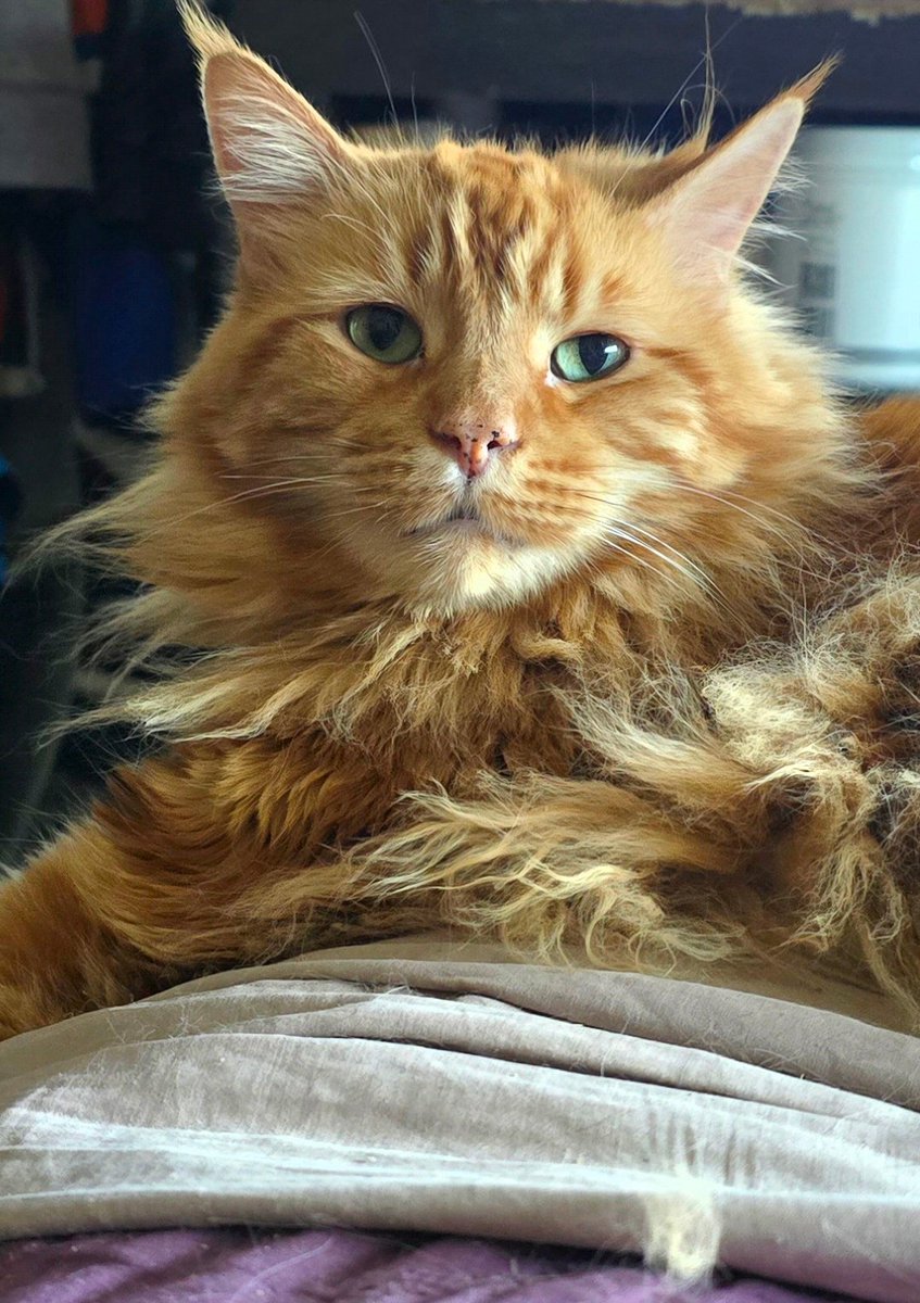 KING BRONCO VEGAS 😏👑 tweet media