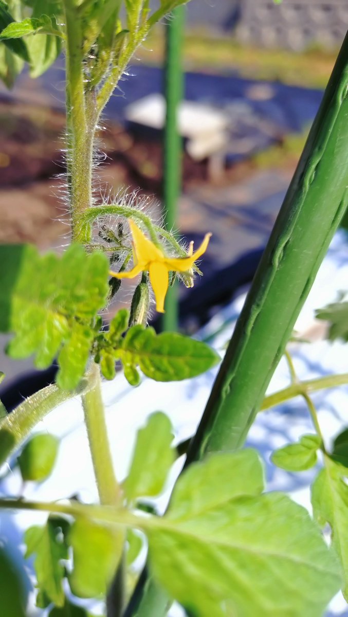 Minamikazefarm's tweet photo. たけです🍅

ミニトマトの第一花が咲きました🌸
めっちゃかわいいですね(^_-)-☆

#南風FARM 
#家庭菜園 
#貸し農園
#手ぶらで行ける貸し農園
#サポート付き貸し農園
#宮崎市新名爪 https://t.co/sOqbC408lP