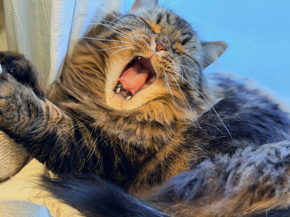 マンチカンのアーサー tweet media