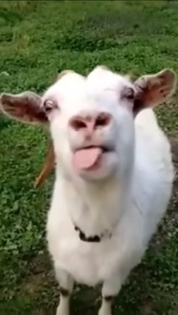 まだ因子周回のための因子周回のための因子周回してる🐱