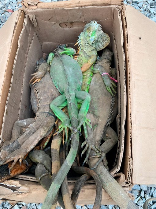 MARIANO OSORIO tweet media