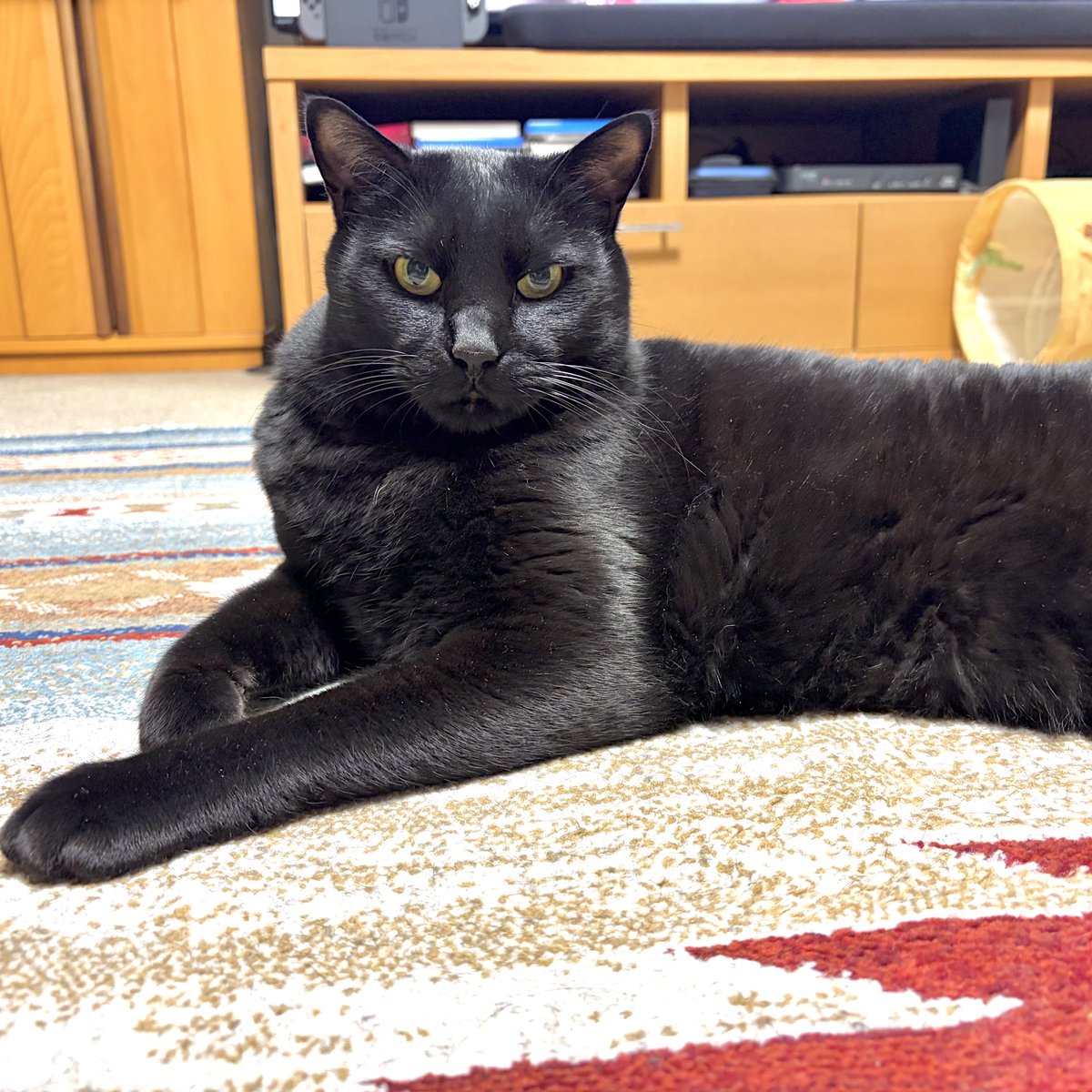 noco20260413

#ノコフォト #黒猫 #blackcat