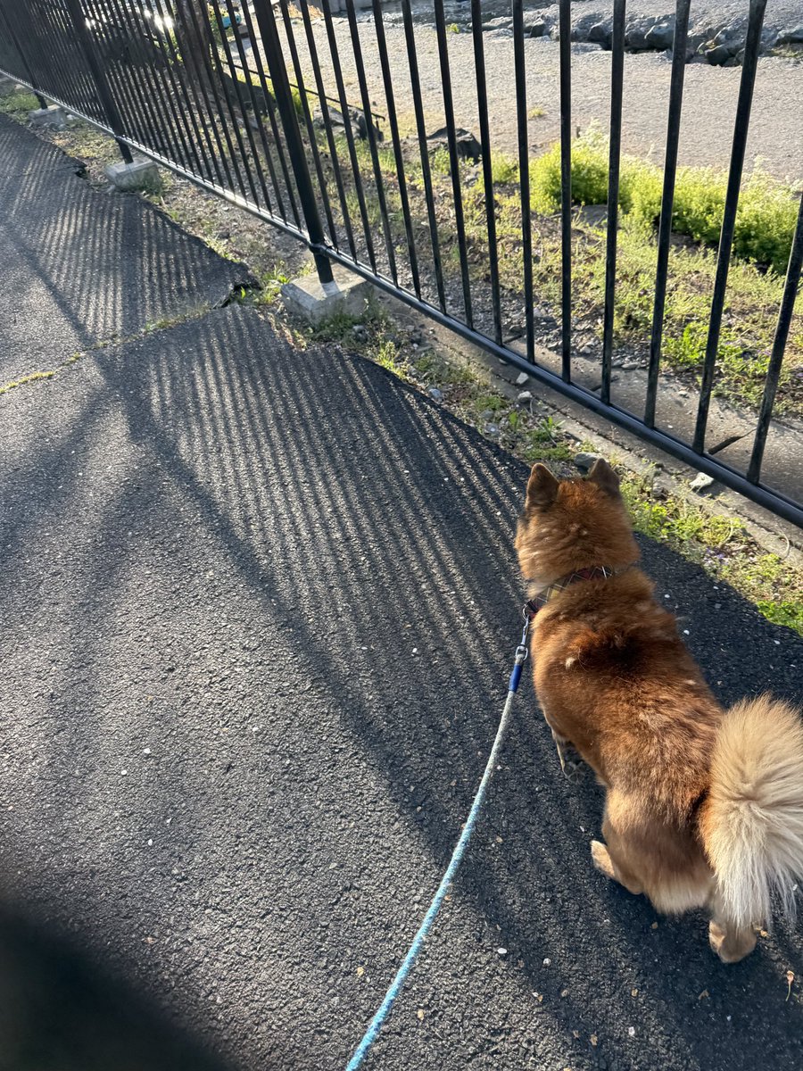 はち 鼻黒犬 tweet media