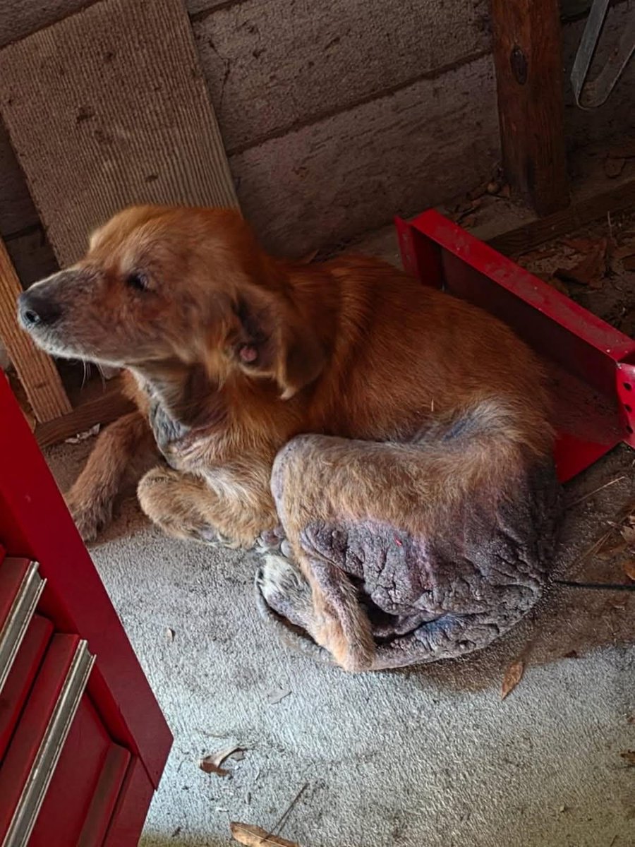 fionaismybitch's tweet photo. HELP!!!!💔💔💔💔💔

UPDATE, I ADDED THE INTAKE PHOTO FROM THE SHELTER and info that he was picked up on Happy Ridge Drive.

SENIOR GOLDEN RETRIEVER FOUND NEAR MIDLANDS TECH IN WEST COLUMBIA SC, IN BAD SHAPE FROM SARCOPTIC(?) MANGE
This poor senior golden Golden retriever has severe mange, is in great pain, he will probably be euthanized if a 5013c does not pull quickly. 
Looking to see if he has an owner or if there is a rescue that will pull him. He found his way to a woman's garage  asking for help; she said he was shaking with pain so badly he would not even drink water; his back end is hard from the mange. Animal Control was called as no rescues that were contacted on Saturday could take him so he is at Lexington County Animal Shelter. She may be willing to adopt him after his mange is treated, she couldn't keep him at that time because she didn't want her dogs to catch it.
Looking for the owner or a 5013c rescue to pull him.