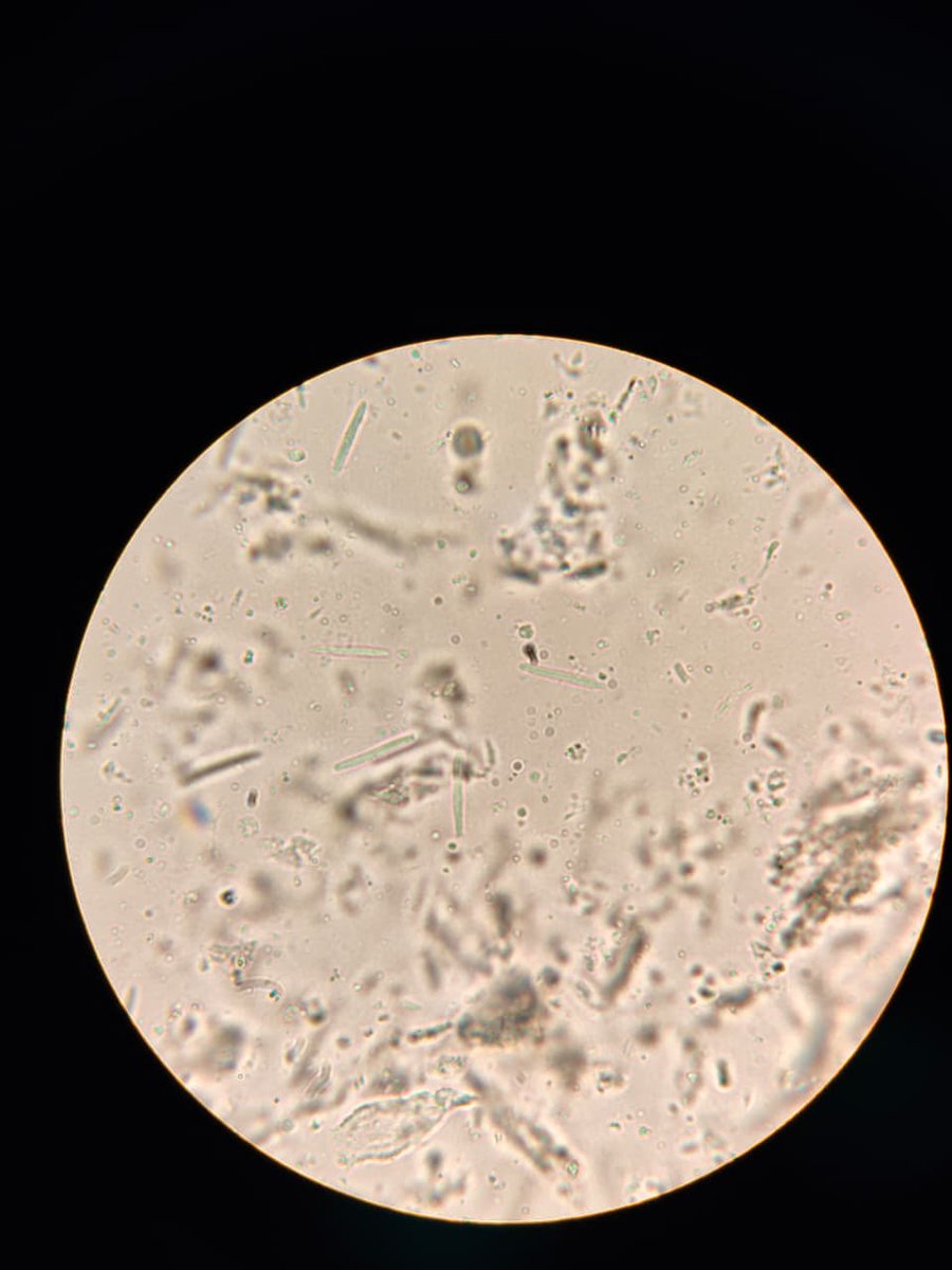 MesoReef DAO 🌊🪸🐠✨ tweet media