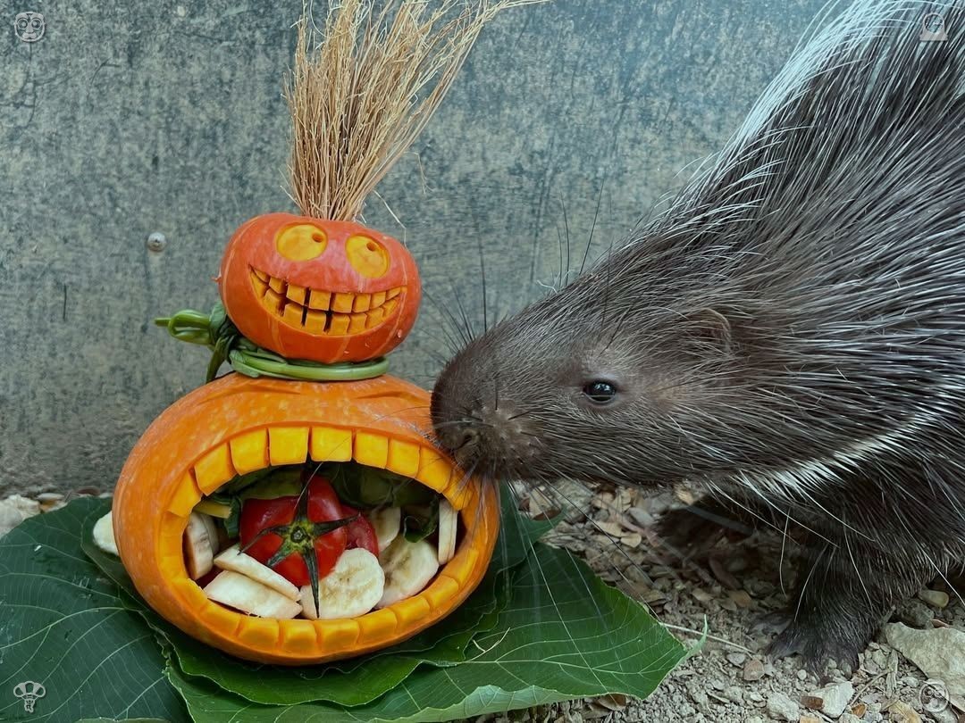 这盘生煎包，香辣可口，咬上一口真是满满的幸福感。