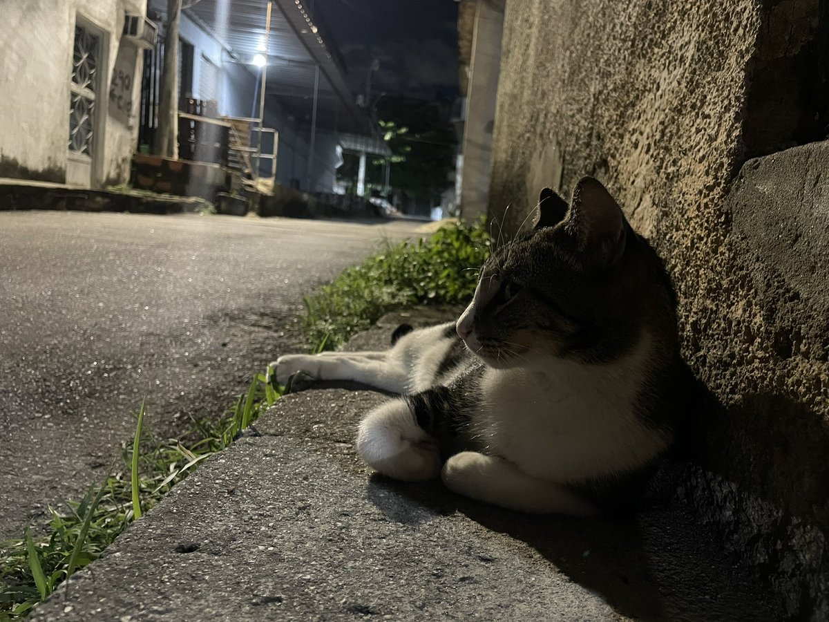 carallhamelo 👹 tweet media