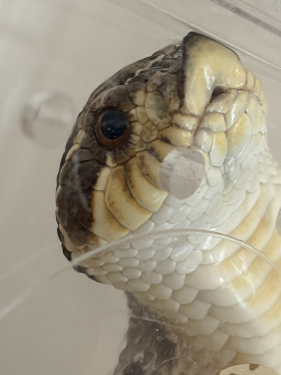 🍖ホルモン🍖 tweet media