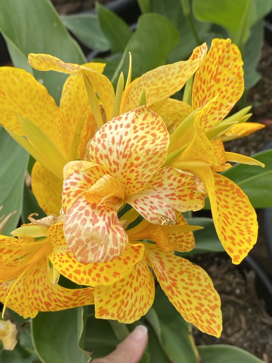 Kathy Husser tweet media