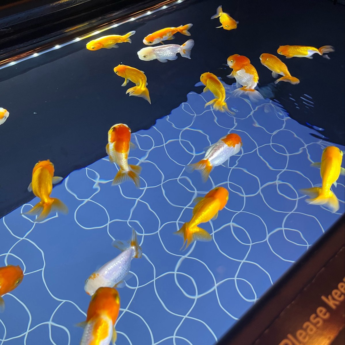 dera_ROOM🐤 tweet media