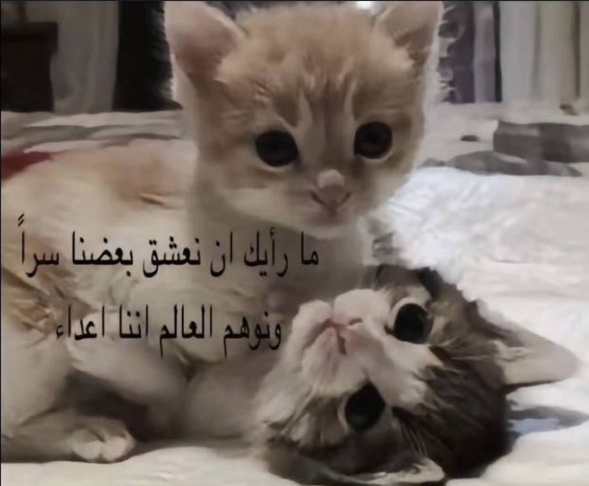 الغندوره tweet media