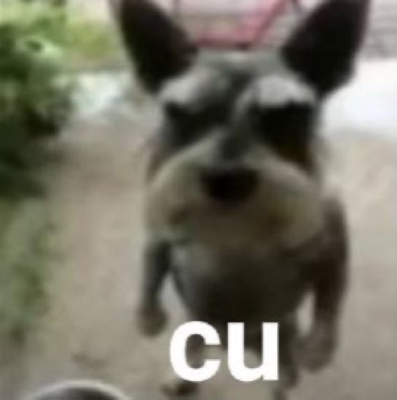 júlia arirangou 🪭 tweet media