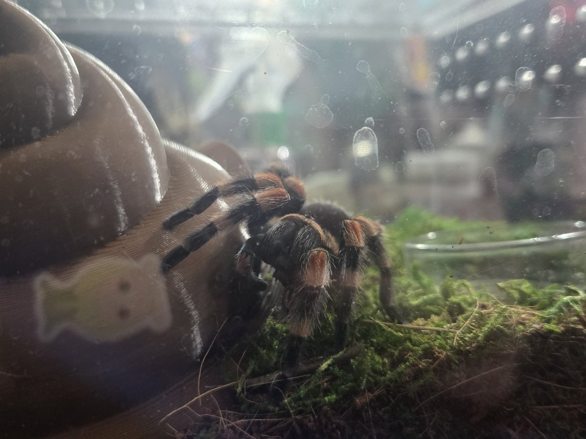 Dedgrldez tweet media