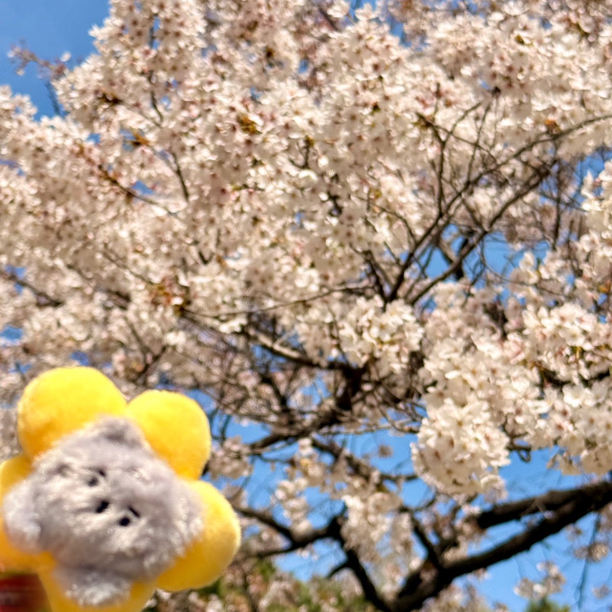 유얼마이썬샤인ฅ՞•ﻌ•՞ฅ tweet media