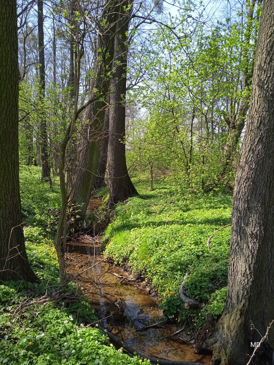 Martina Dvorská tweet media