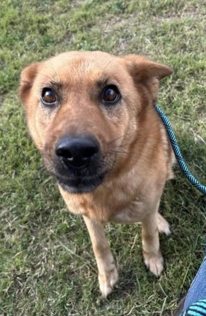 LisaBrabson's tweet image. Beautiful Shepherd mix GOLDIE #A387097 little leg broken,after being run over by policeman! SHAME🤬 
Then worthless owners dumped her at KILL SHELTER #CorpusChristiACS when she needed them most!
It's up to us,to save her!
Plz #Pledge for medical rescue!
Every $ helps ❣️#Texas