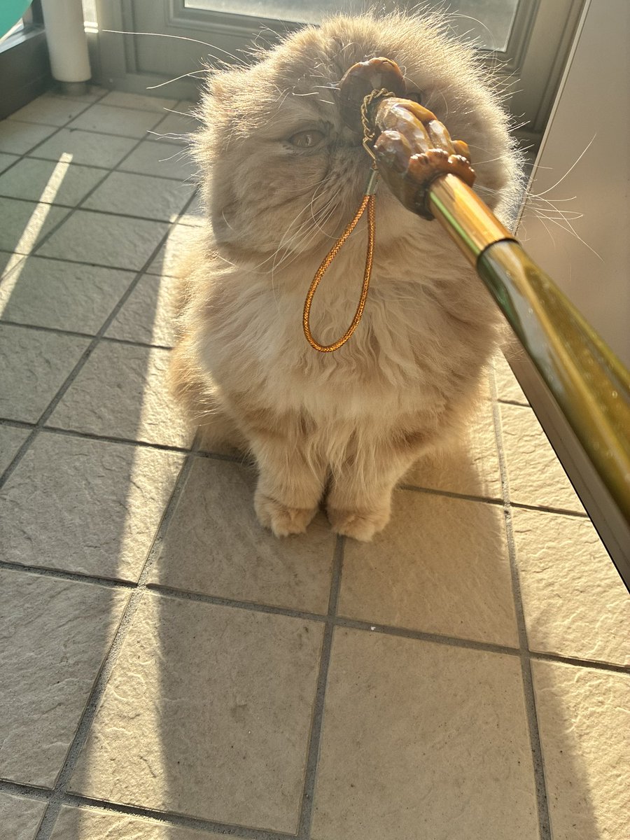 ムック tweet media