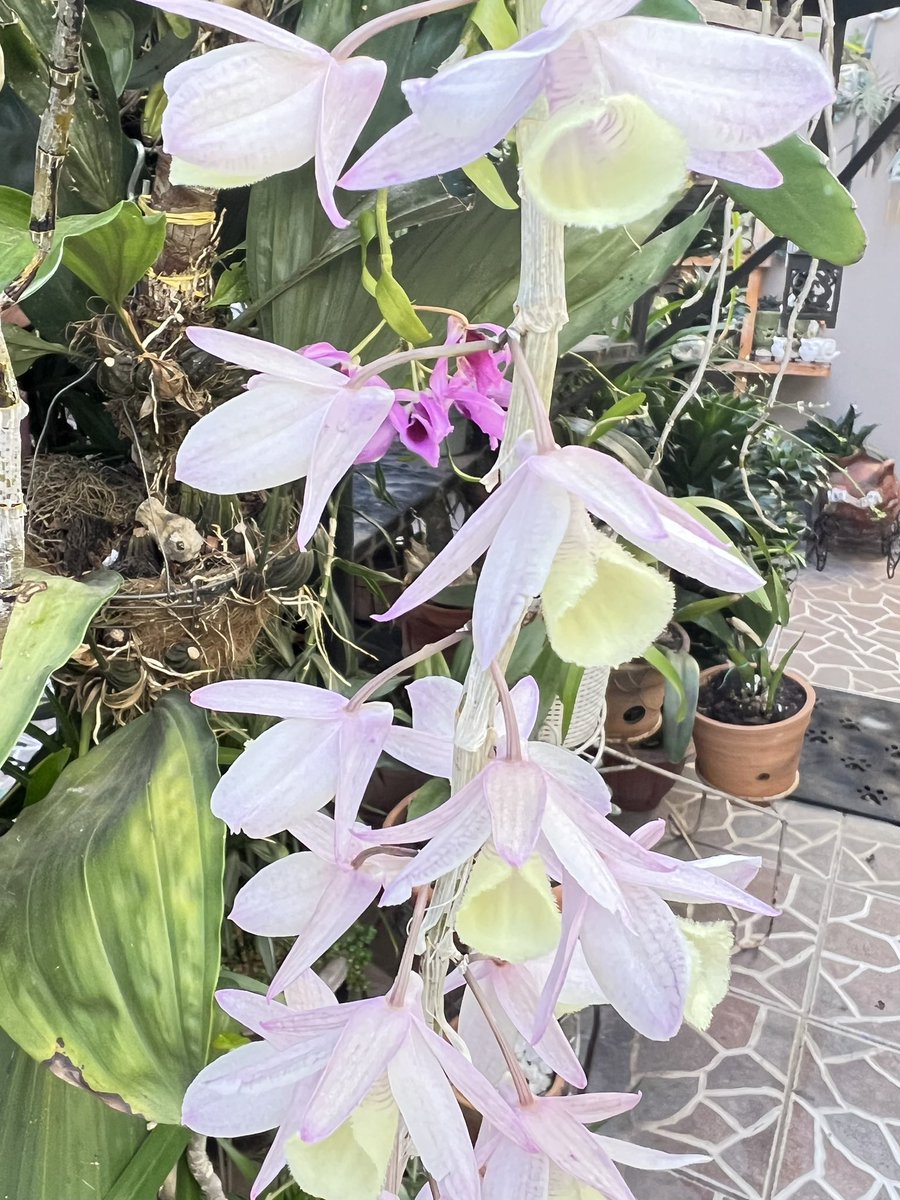 Dendrobium aphyllum o pierardii. Tegucigalpa, Honduras 🇭🇳